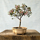 Malpighia Bonsai Tree