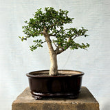 Fukien Tea Bonsai Tree