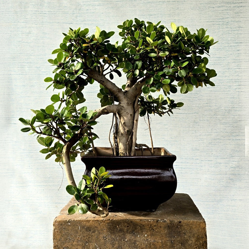 Ficus Bonsai Tree (Cascade Style)