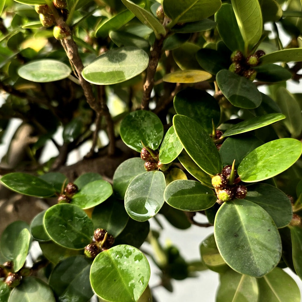 Ficus Bonsai Tree (Cascade Style)