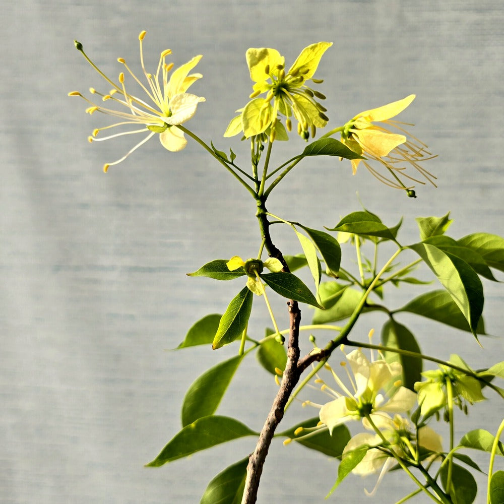 Barna/Crateva Religiosa Pre-Bonsai