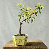 Barna/Crateva Religiosa Pre-Bonsai