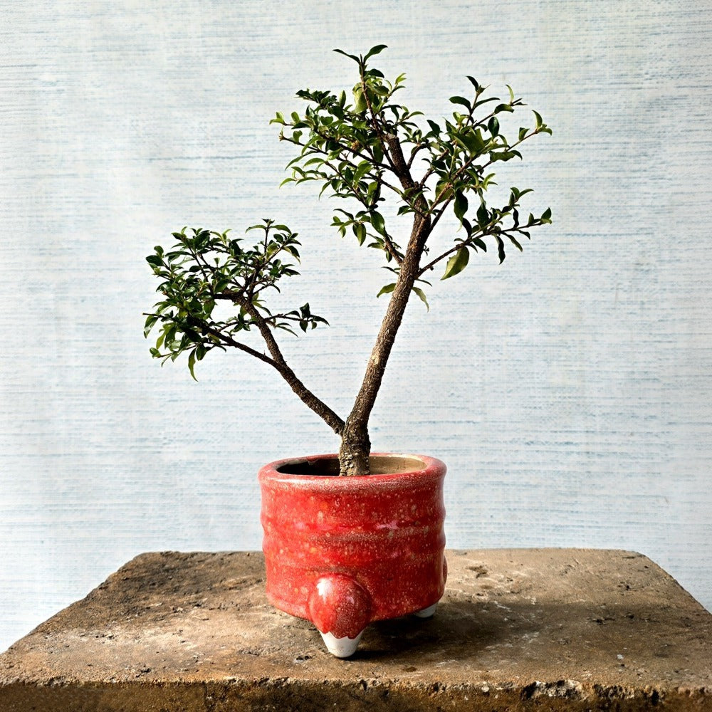Malpighia Bonsai Tree