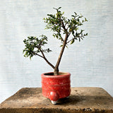 Malpighia Bonsai Tree