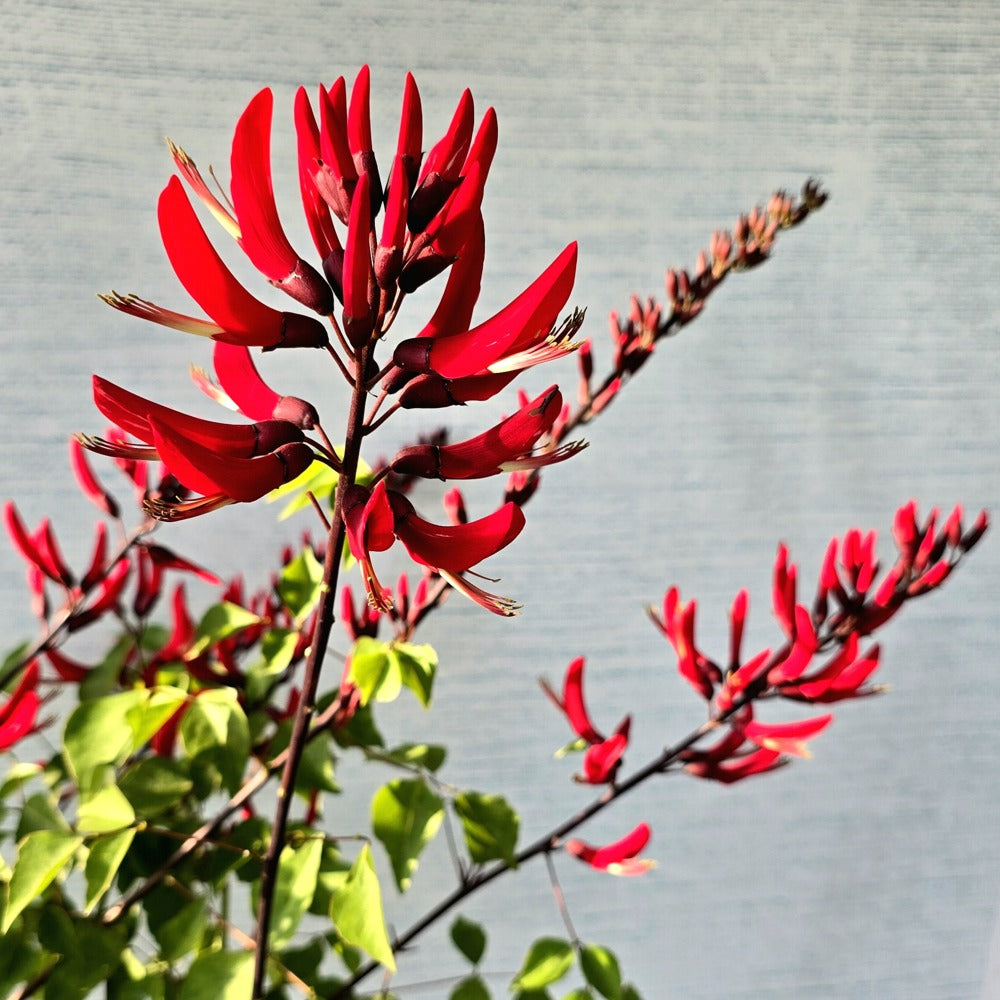 Erythrina Crista-Galli Bonsai Tree