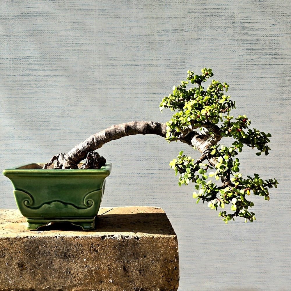 Jade Bonsai Tree Cascade Style