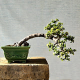 Jade Bonsai Tree Cascade Style
