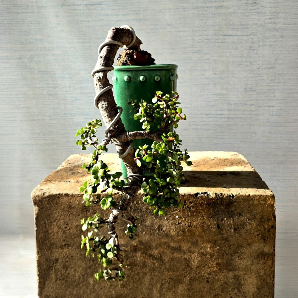 Jade Bonsai Tree