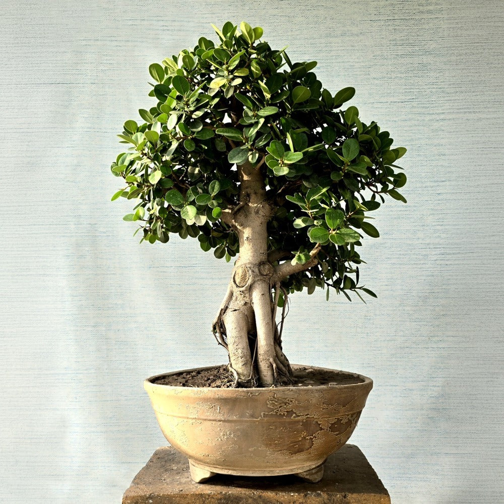 Ficus Bonsai Tree