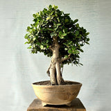 Ficus Bonsai Tree