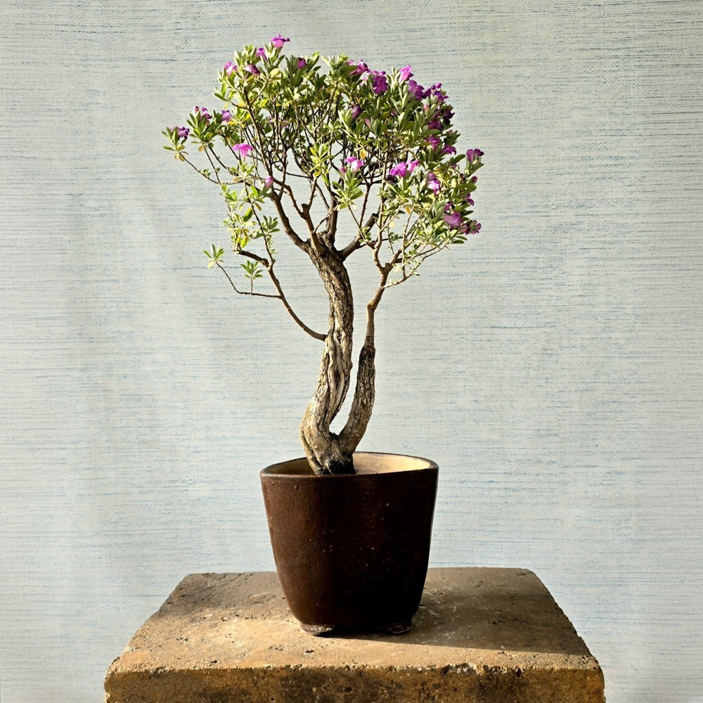 Texas Sage Bonsai Tree