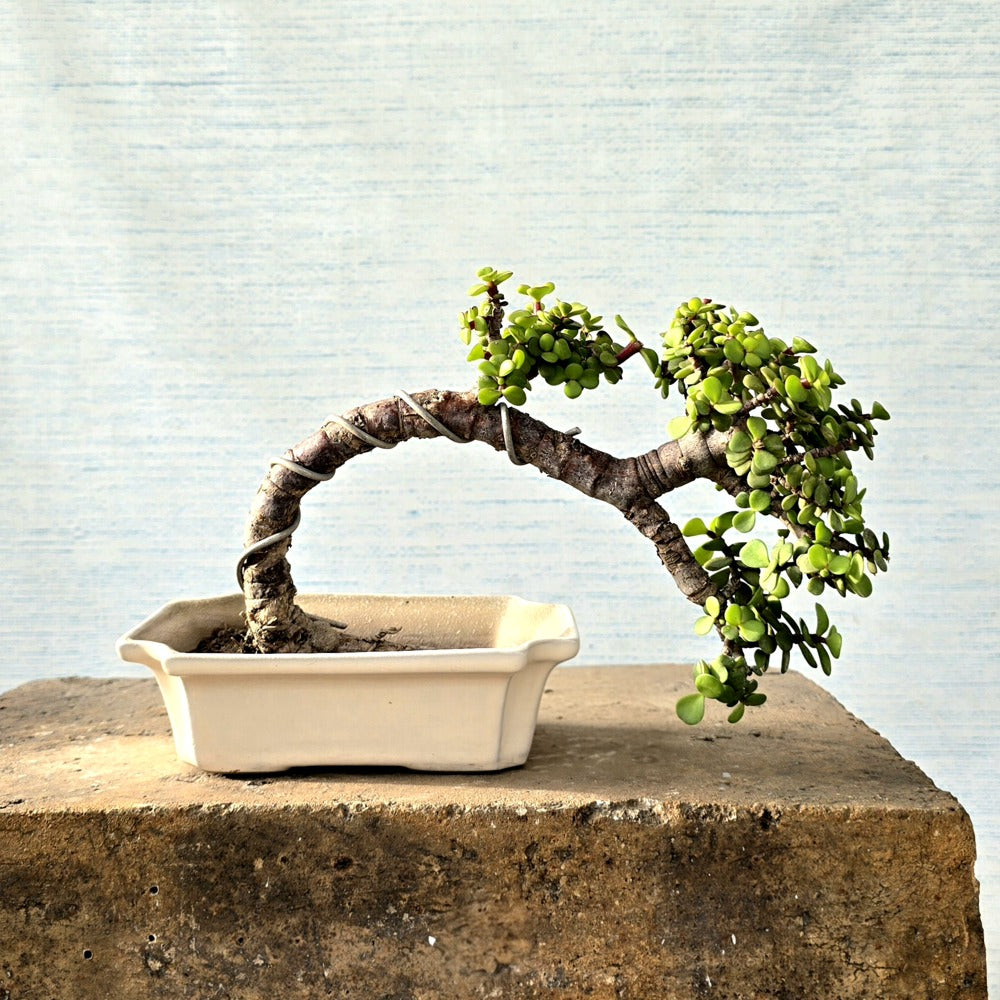 Jade Bonsai
