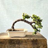 Jade Bonsai
