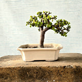 Jade Bonsai Tree