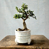 Fukien Tea Bonsai