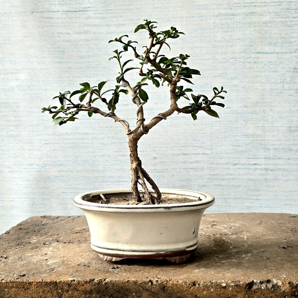 Fukien Tea Bonsai
