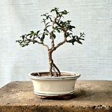 Fukien Tea Bonsai