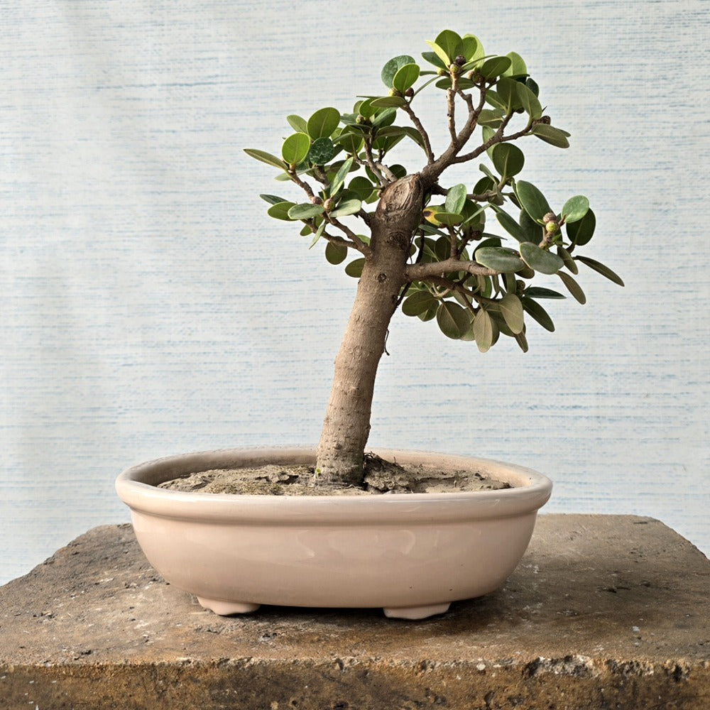 Ficus Bonsai Tree