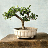 Fukien Tea Bonsai Tree