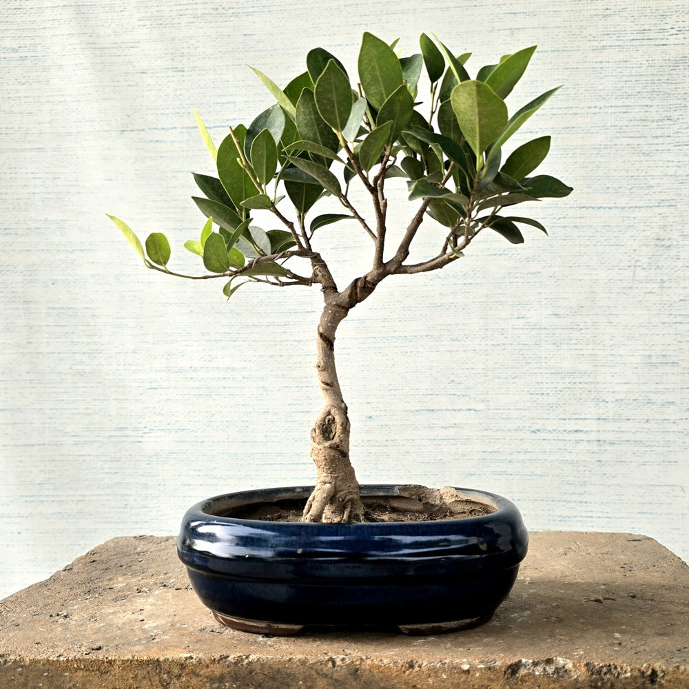 Ficus Bonsai Tree
