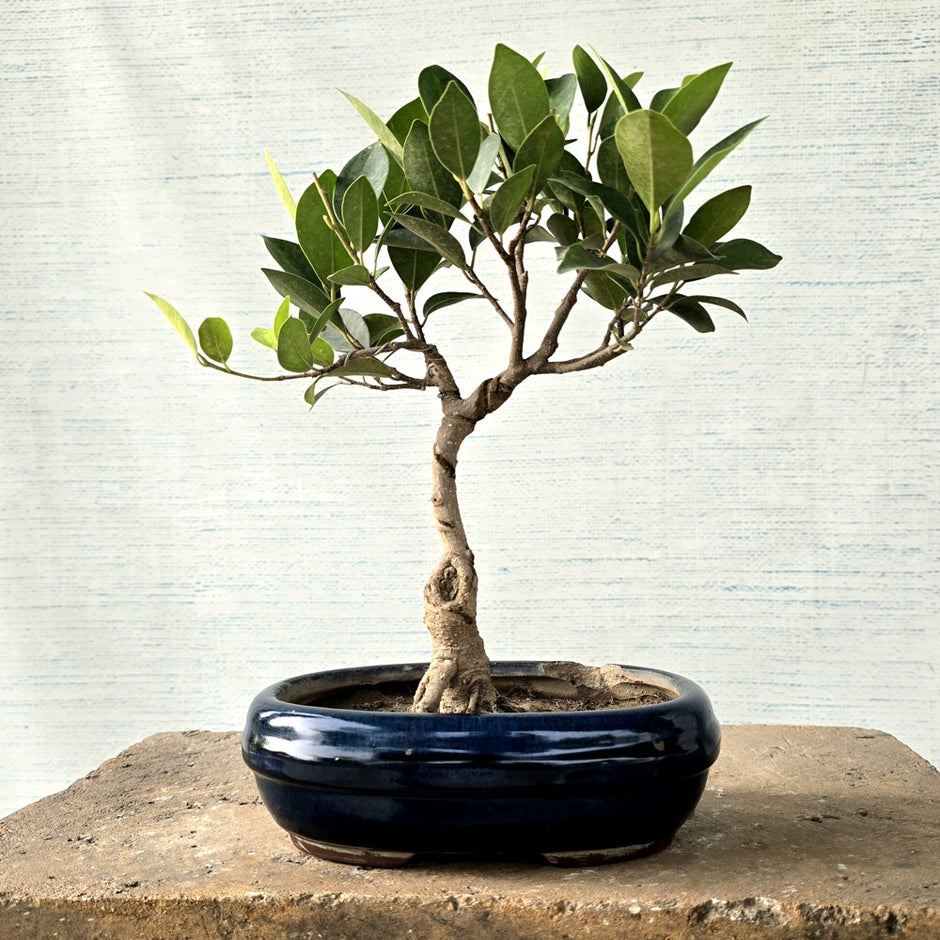Lagerstroemia Bonsai Tree – Lones Bonsai