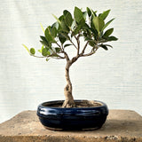 Ficus Bonsai Tree