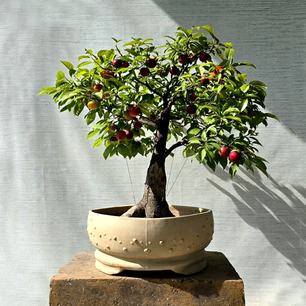 Small Plums Bonsai Tree