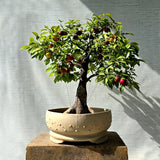 Small Plums Bonsai Tree