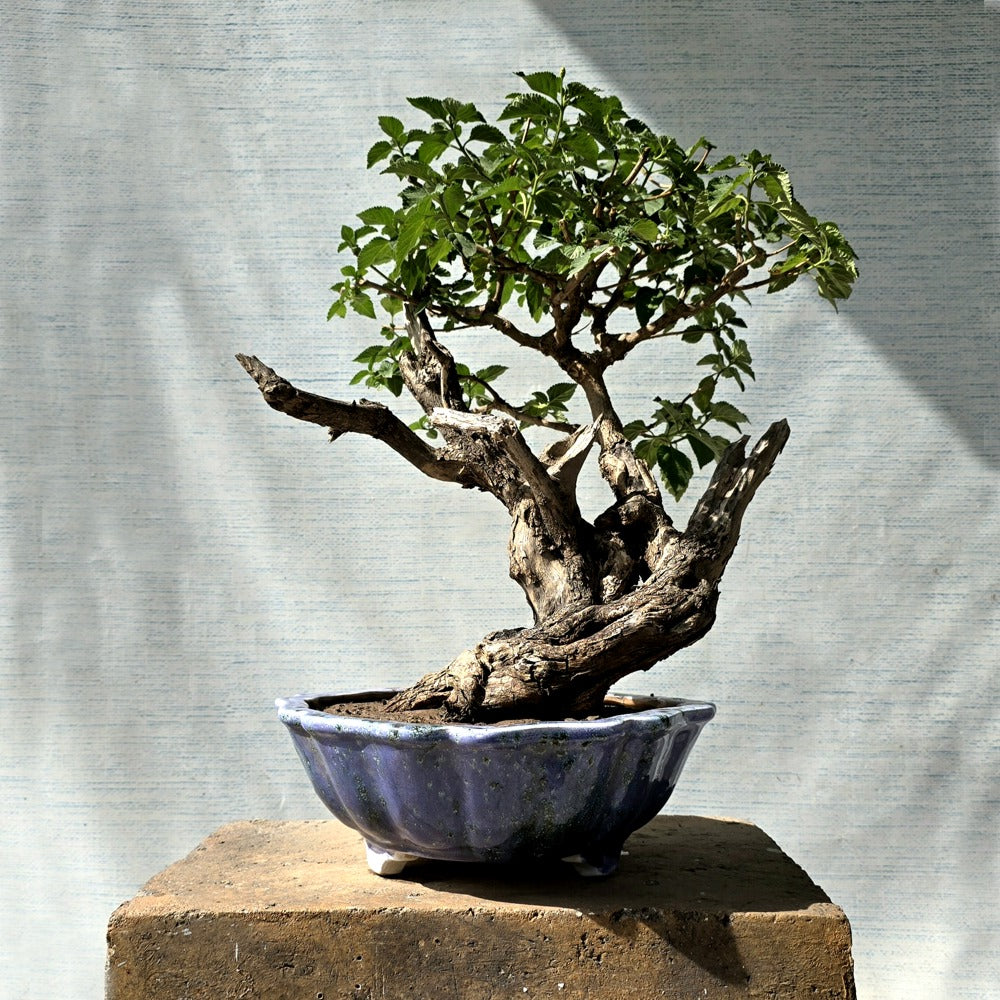 Lantana Bonsai Tree