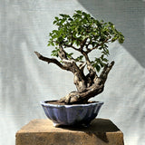 Lantana Bonsai Tree