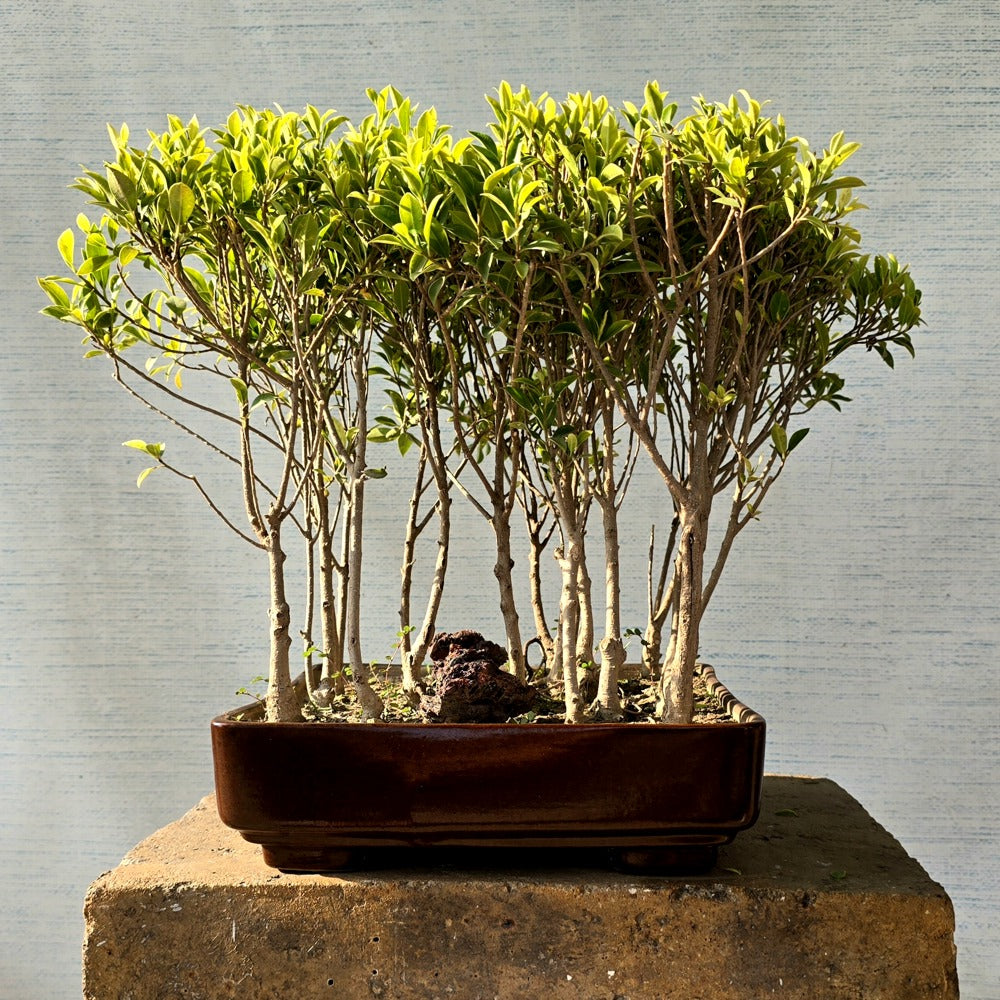 Ficus Bonsai Tree Forest Style