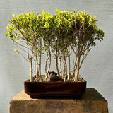Ficus Bonsai Tree Forest Style