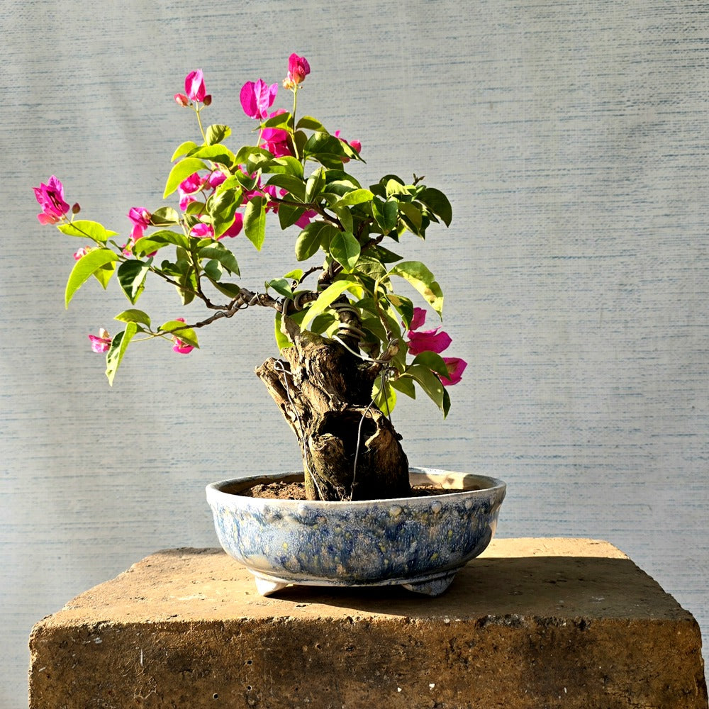 Bougainvillea Bonsai Tree
