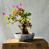 Bougainvillea Bonsai Tree