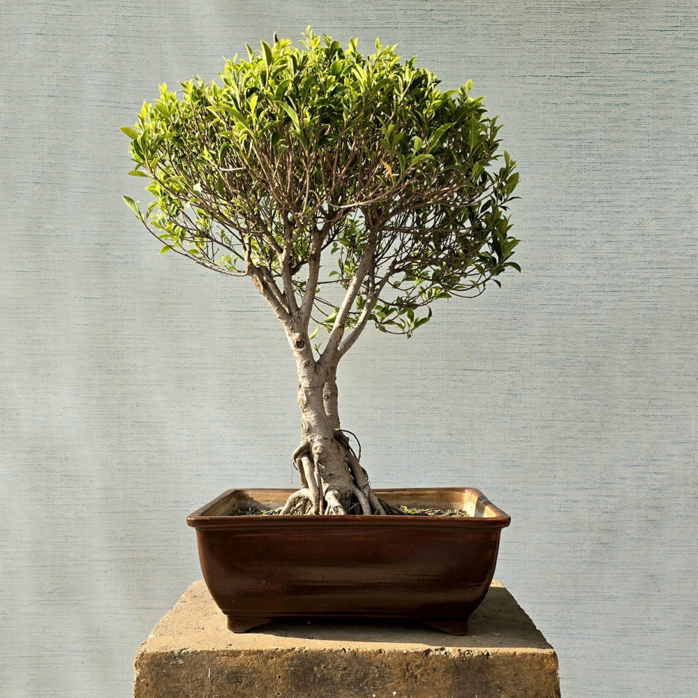 Ficus Bonsai Tree