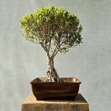 Ficus Bonsai Tree