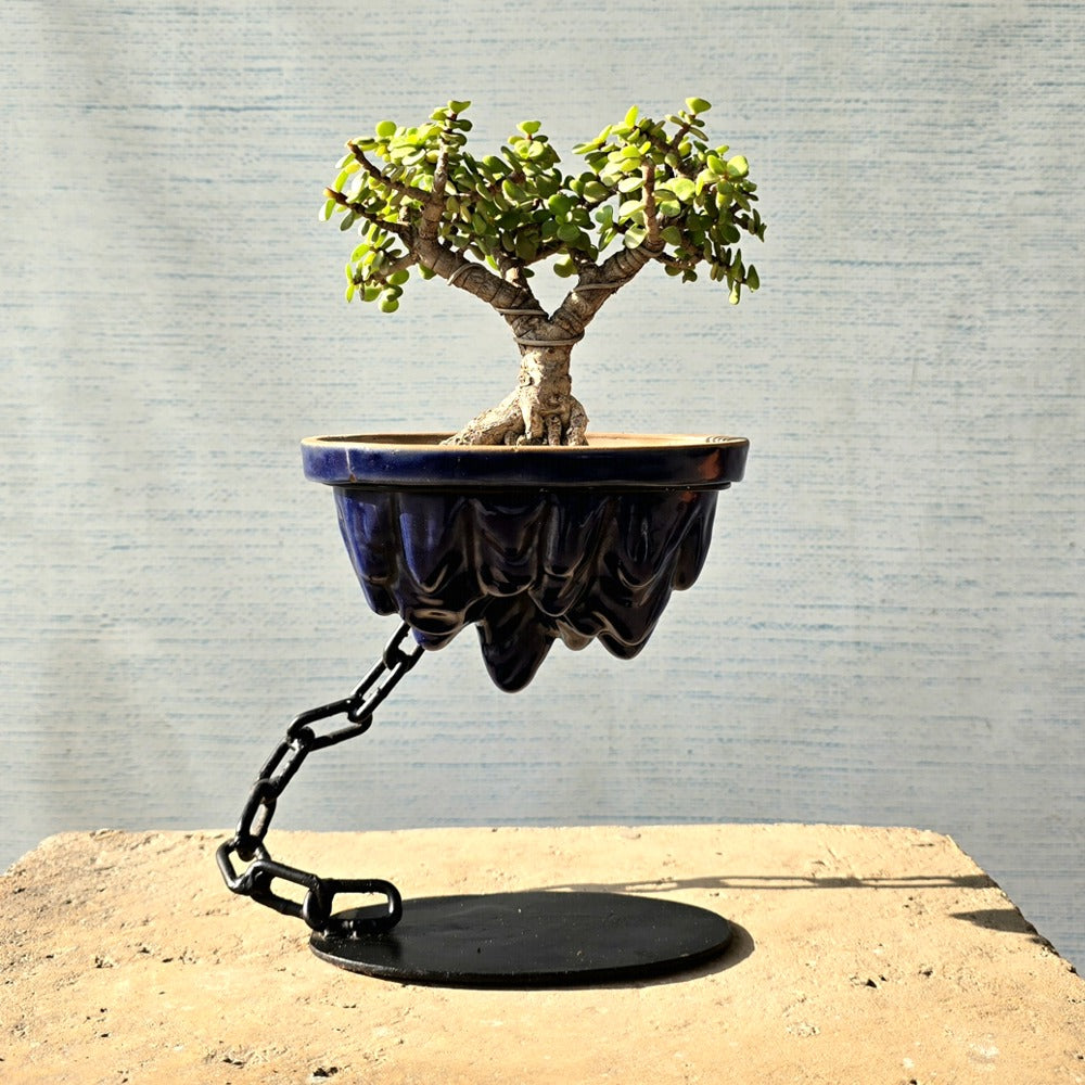 Jade Avatar Bonsai Tree