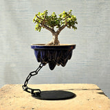 Jade Avatar Bonsai Tree