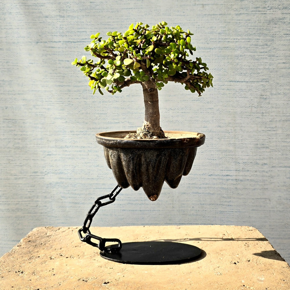 Jade Avatar Bonsai Tree