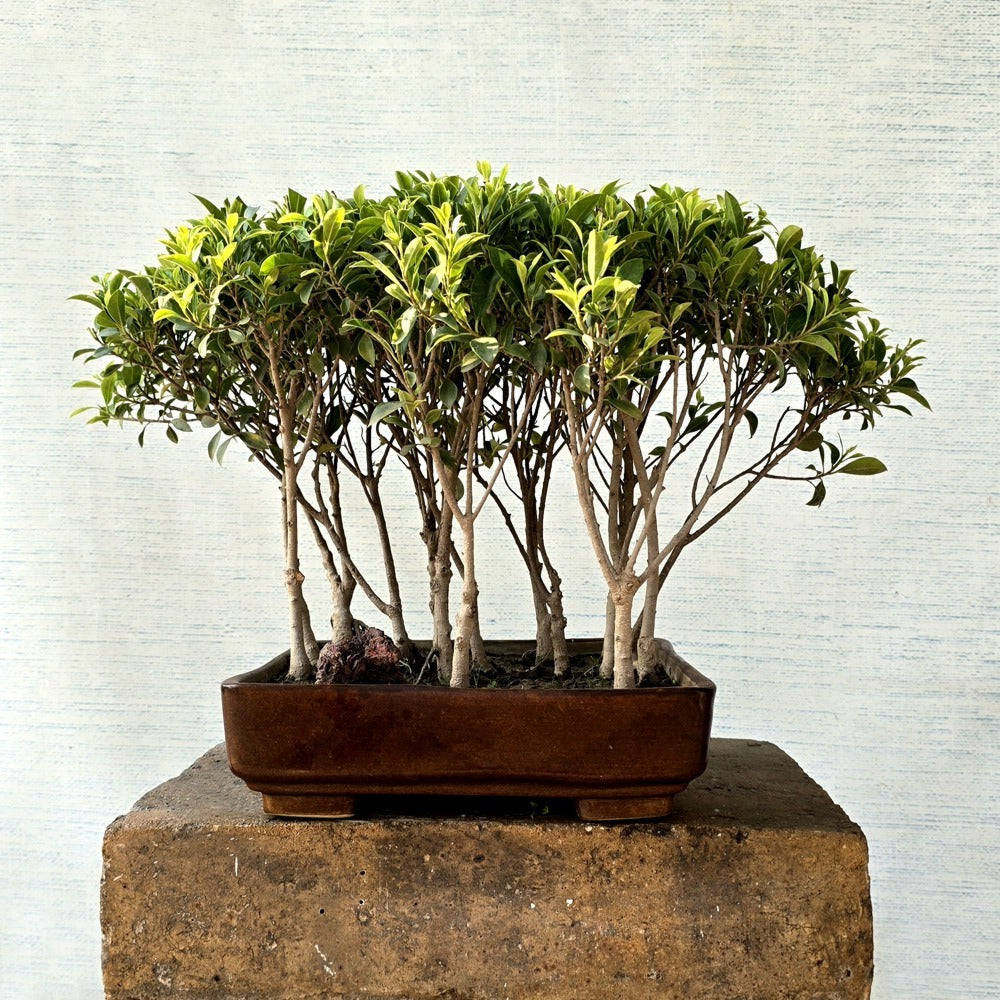 Ficus Bonsai Tree Forest Style