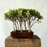 Ficus Bonsai Tree Forest Style