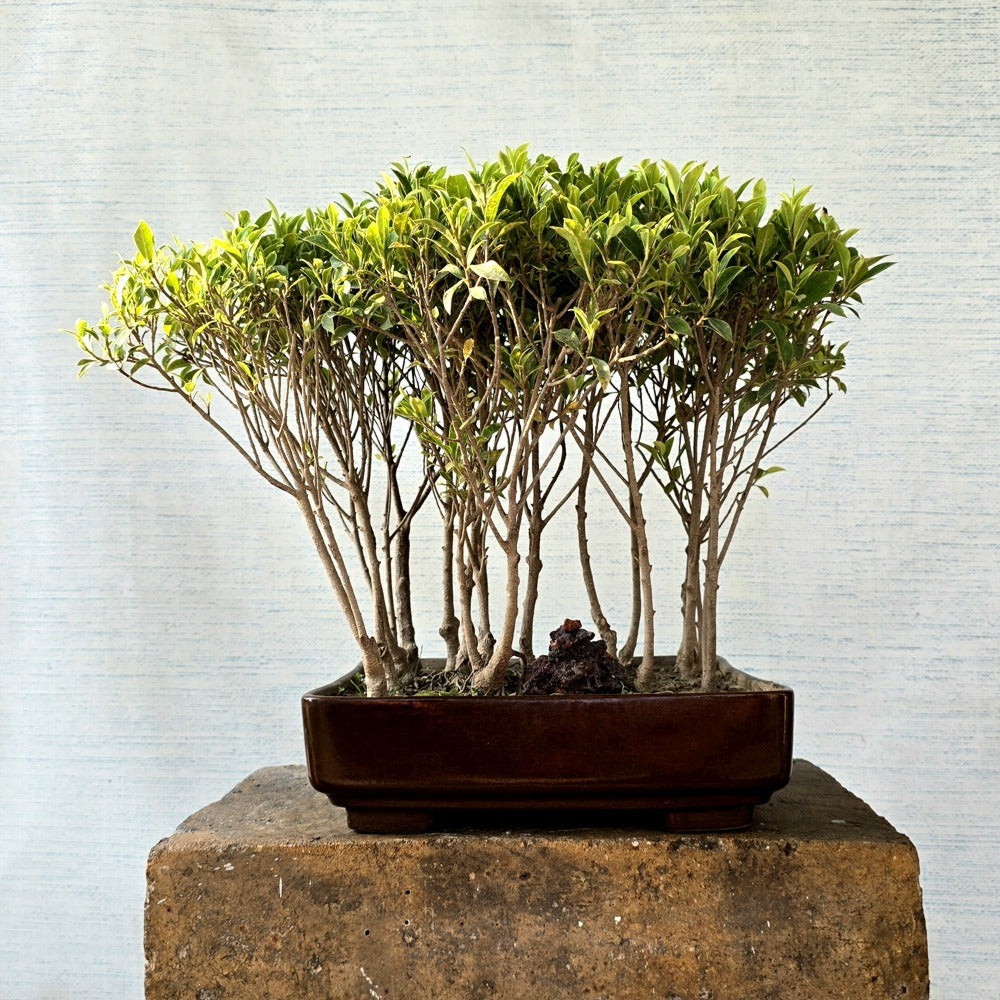 Ficus Bonsai Tree Forest Style