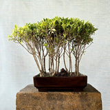 Ficus Bonsai Tree Forest Style
