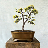 Juniper Bonsai Tree