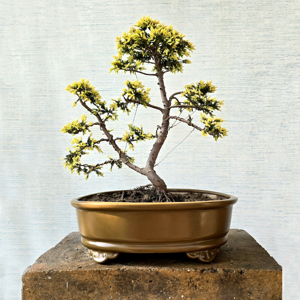 Juniper Bonsai Tree
