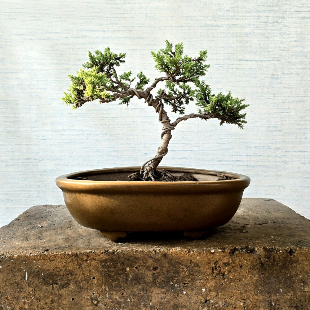 Juniper Bonsai Tree