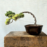 Juniper Bonsai Tree