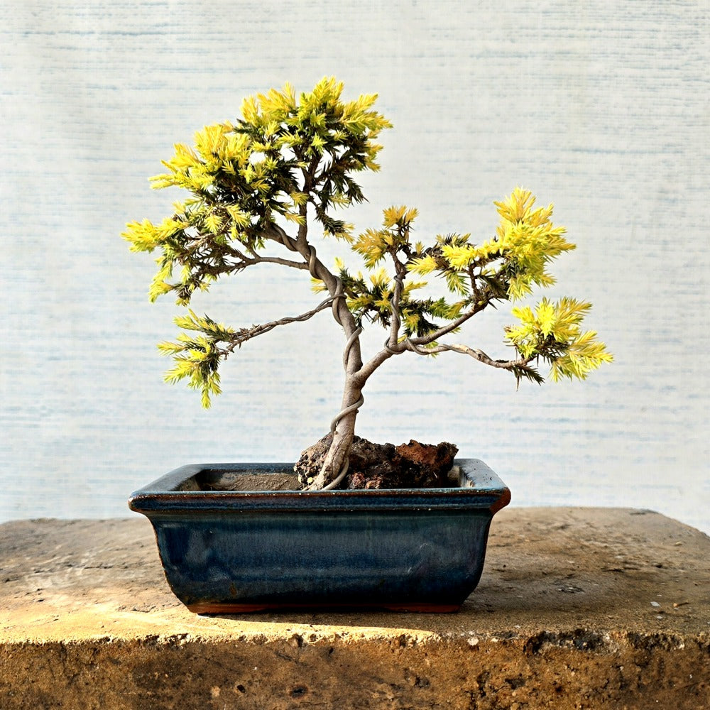 Juniper Bonsai Tree