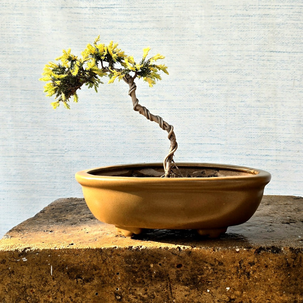 Juniper Bonsai Tree