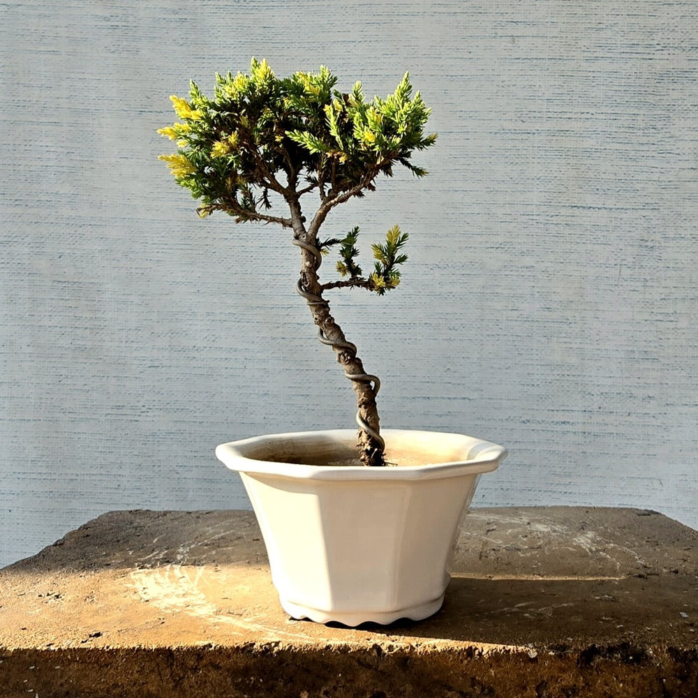 Juniper Bonsai Tree